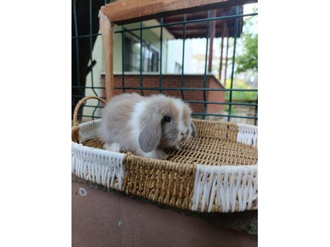 Hollanda Teddy Lop Tavşan Yavrularımız
