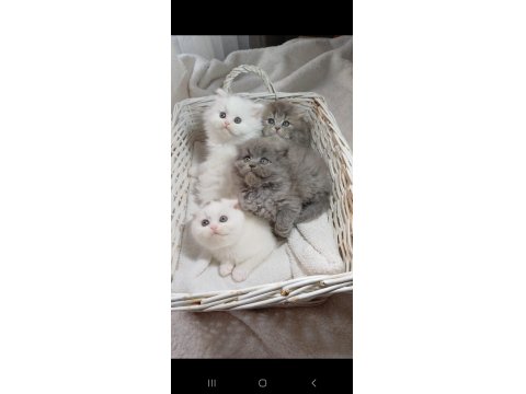 Longhair Poncik Bebek Kedilerimiz
