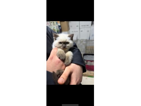 Sağlıklı Ve Bakımlı British Shorthair