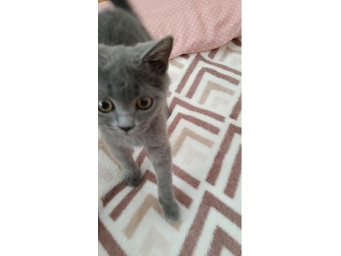 A Kalite British Shorthair