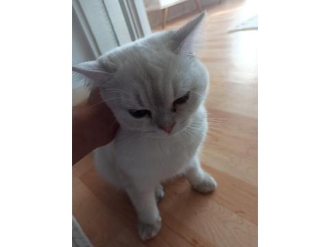 Acil Ücretli Sahiplendirme Kedimiz