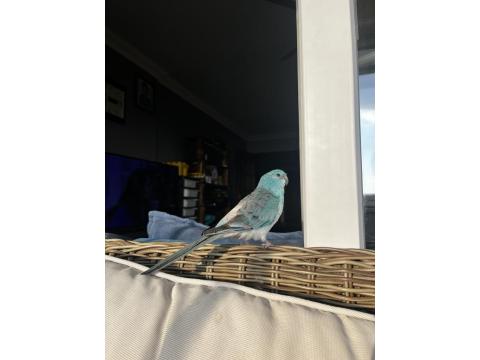 Şarkıcı Pareket Papağanımız