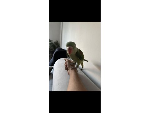 4 Aylık Yavru İskender Papağanı