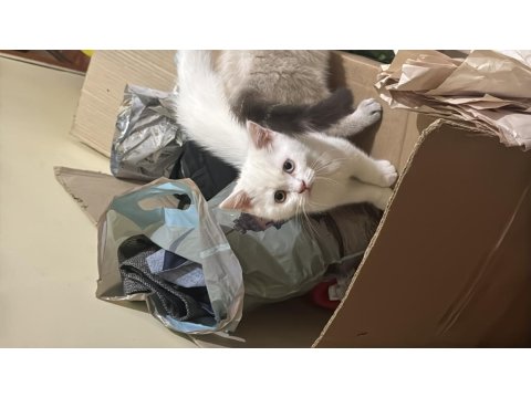 3 Aylık British Shorthair