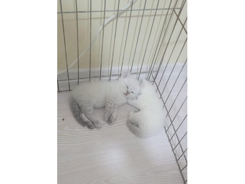 British Shorthair Blue Point Bebişler