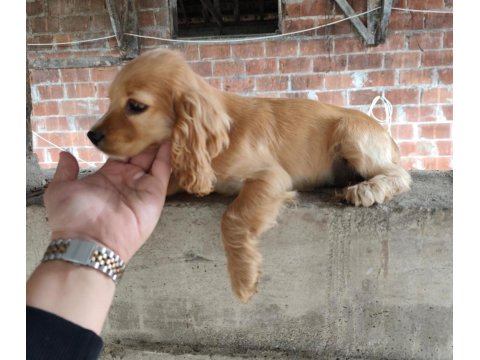 Sağlıklı Cocker Yavrular