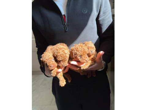 Kore Red-Brown Toy Poodle Yavrularımız