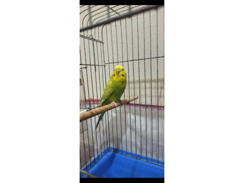 Eşe Hazır Kızgın Dişi Muhabbet Kuşum Uyguna