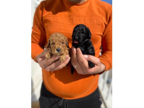 Irk Ve Sağlık Garantili Poodle 14 Adet Yavru
