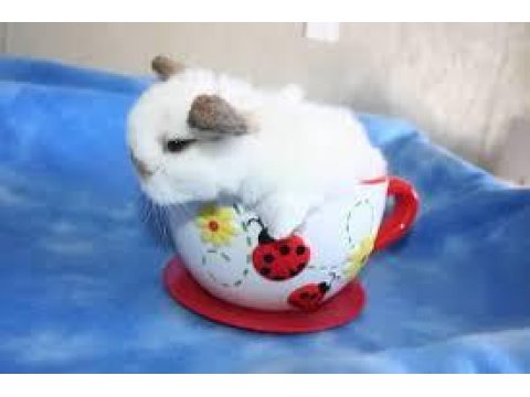1 Aylık Safkan Hollanda Lop Tavşanı