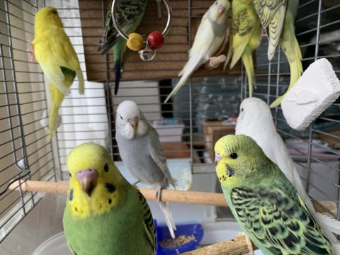 Öğretmenden Evde Beslenen Bakımlı Muhabbet Kuşları