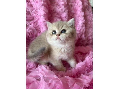 Dişi Bebek Kedim Sahibini Bekliyor