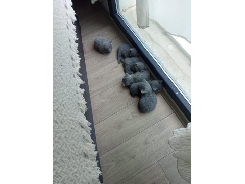 Safkan British Shorthair Yavrularımız