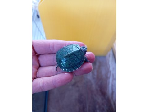 Yavru Singapur Kaplumbağa