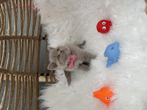 British Shorthair Lilak 2 Aylık