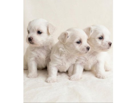 0 Numara En Küçük Boy Maltese Bebekler