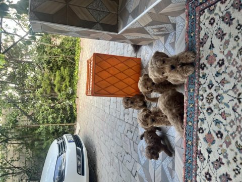 Sıfır Boy Maltipoo Yavrular