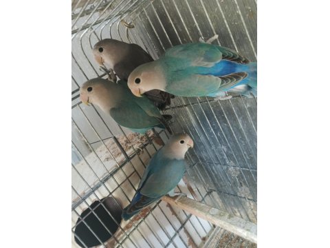 Yavru Sevda Papağanları