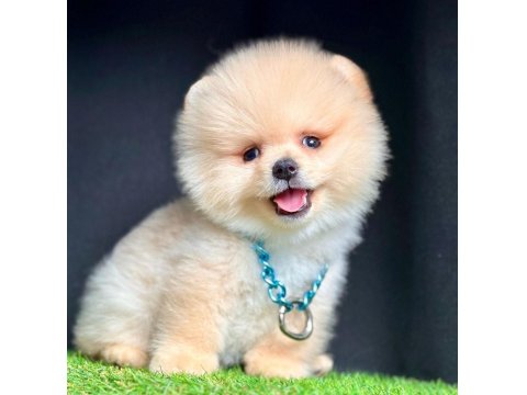 Safkan Pomeranian Boo Yavru Köpekler