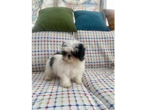 Mini Boy Maviş Şitsu Kızımız