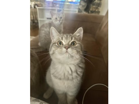 British Dişi Ve Erkek Kedilerim