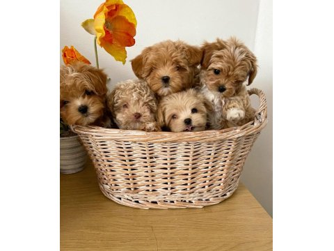 Vecihiden Irk Ve Sağlık Garantili Mini Maltipoo Bebekler