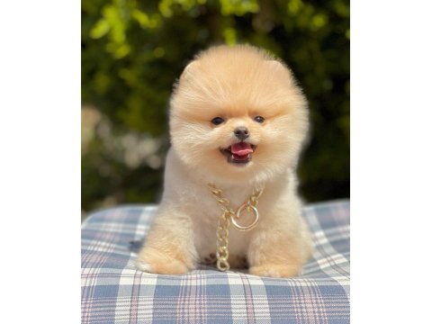 Safkan Pomeranian Boo Yavrularımız
