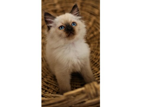 Dişi Ragdoll Yavrumuz Yeni Yuvasını Arıyor