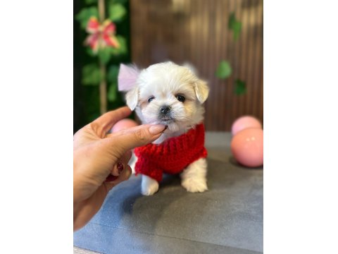 Mini Maltese Terrier