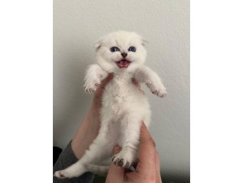 Arslan Parçası Scottish Fold