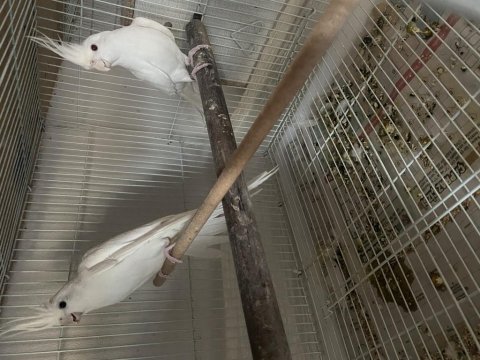 Albino Hazır Sultan Papağanı Takım Yumurtalı