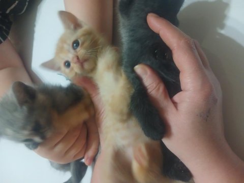 Sahiplendirilecek Kedimiz