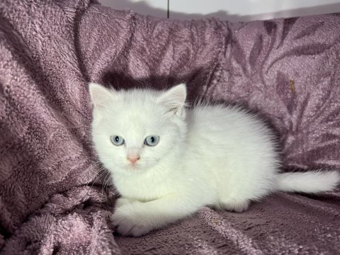 British Güzel Bebek