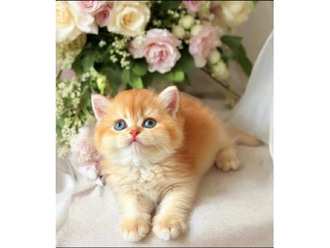 Lisanslı Üretim Evinden British Shorthair Golden