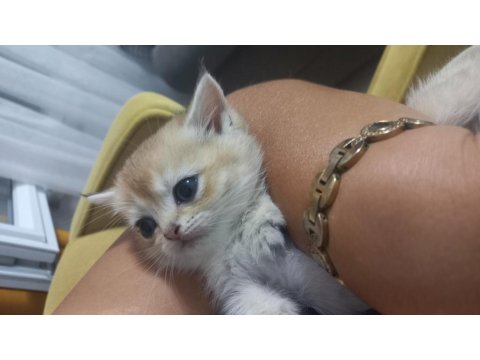 Golden Yeşil Mavi Göz Mükemmel Bebek Kedilerim