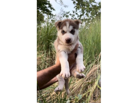 Sibirya Kurdu (Husky) Erkek Ve Dişi Köpeğimiz