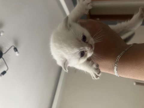 35 Günlük Kar Beyazı Scottish Fold Yavrularımız
