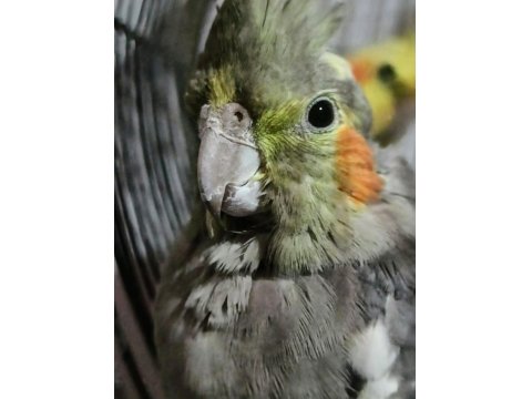 Sultan Papağanı (Ele Gelir)