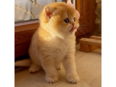 Saf Kan Şecereli Golden British Shorthair Ny12