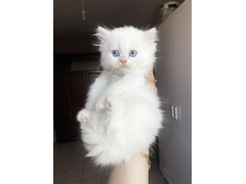 Safkan Beyaz British Longhair Erkek