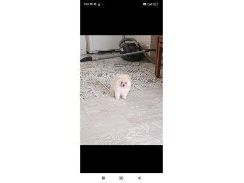 Pomeranian Boo Ayı Surat Yavrular