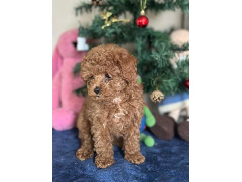 Yasal Üreticiden Poodle Saf Kan Yavrular