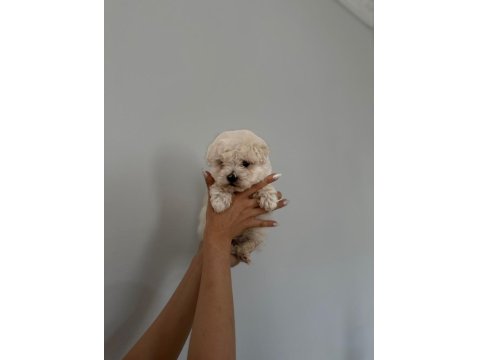 0 Numara Maltese Bebekleri