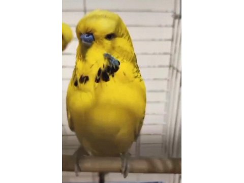 Texas Çift Muhabbet Kuşu