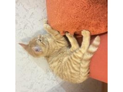 2 Sevimli Erkek Kardeş Kediye Sıcak Yuva Aranıyor!