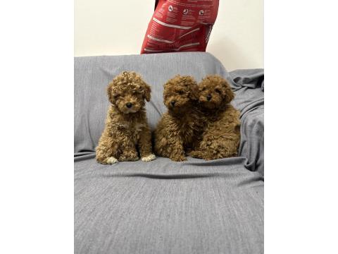 Toy Poodle Dişi Ve Erkek Teslime Hazır Yavrular
