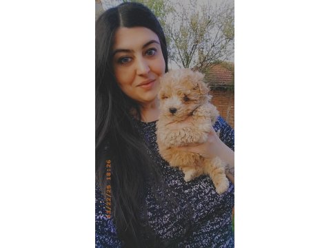 Maltipoo Irk Ve Sağlık Garanti Yavrularımız