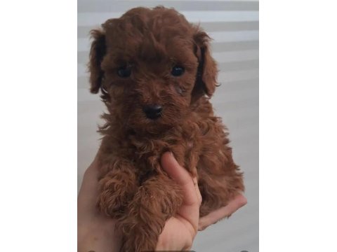 A Kalite Toy Poodle Yavrularımız