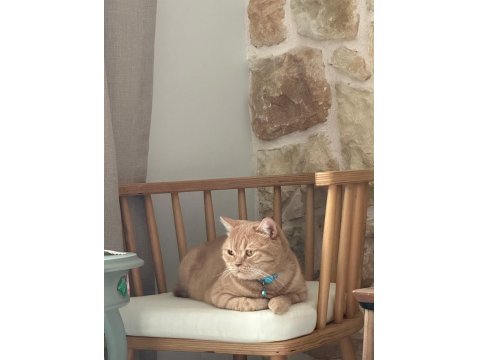 2 Yaş Oyuncu Turuncu British Kedimiz