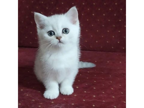 British Shorthair Kedileri